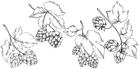 Vector. Black and white engraved humulus ink art. Isolated humulus illus