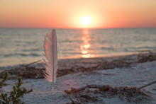 White Orange Feather In The Sand On The Beach. Orange Sunset And Sea On The Background. Sun Way On The Water