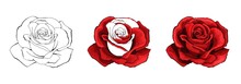 Rose Hand Drawing And Colored. A Blossoming Rosebud. Vector Illustration.