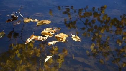 Wall Mural - Small stream with yellow leaves and reflections on the water surface