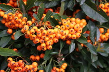 Orange Berries On A Hedge Of Firethorn Plant In Nieuwerkerk Aan Den IJssel, The Netherlands.