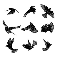 Wall Mural - Set of birds flock. Flying crows birds. Hand drawing. Vector.