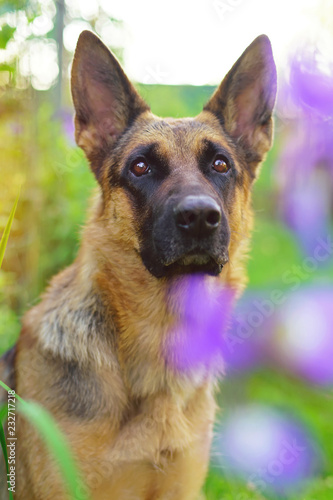 The Portrait Of A Serious Short Haired German Shepherd Dog Posing