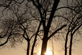 Fototapeta Krajobraz - Sunburst Silhouette