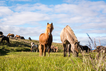 two horses grazing in a field