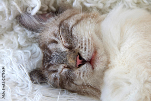 Close Up Portrait Of A Long Haired Siamese Tabby Mix Kitten
