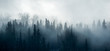 Boreal Forest Fog - Canadian Forest Panorama