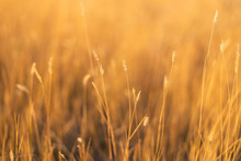 Fescue Grass Field At Sunset