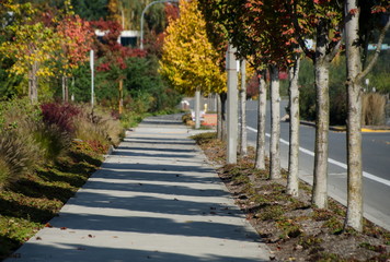 Wall Mural - Trees with yellow foliage cast long shadows on a sidewalk