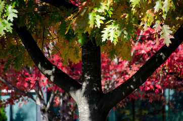 Wall Mural - Dark trunk of  oak tree with autumn foliage