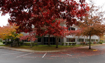 Wall Mural - Giant branch of oak tree with red foliage covers parking  lot in office campus in Redmond