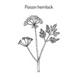 Poison hemlock Conium maculatum , medicinal plant