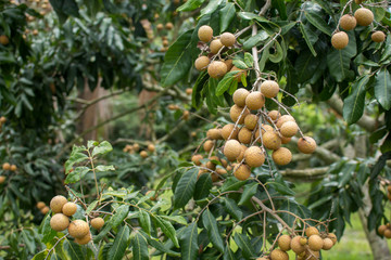 Bunches of longan fruit