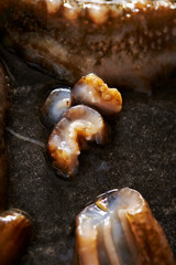 Poster - Fresh sea cucumber 