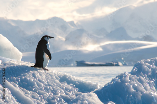 Cuadros en Lienzo Chinstrap penguin on Ice in Antarctica