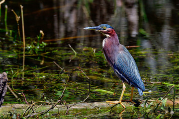 Wall Mural - green heron