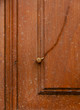 una piccola chiocciola e la sua scia su una vecchia porta