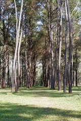 Canvas Print - pine tree park of thailand