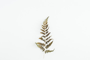 Wall Mural - Fern leaf isolated on white background.