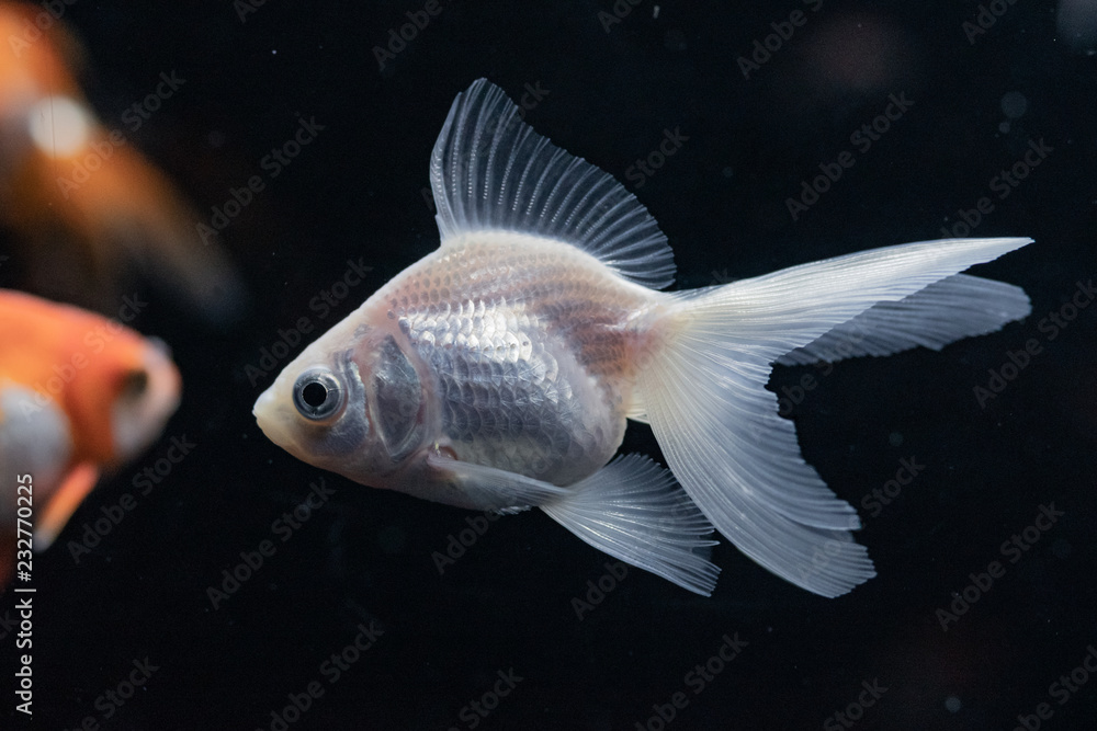 白い金魚 Stock Photo | Adobe Stock