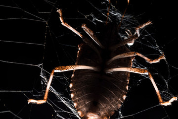 A bug trapped in a spider web. Isolated in black and light is placed under for a scary effect. Spider catch. 