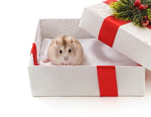 Poster - hamster in christmas gift.