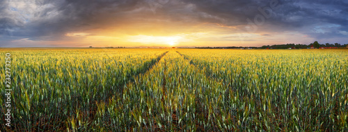 Fotografía Landscape with wheat field, agriculture - panorama