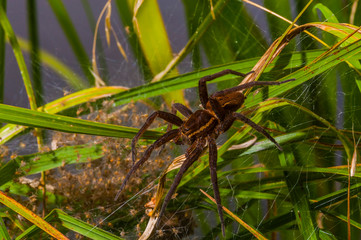 Wall Mural - Giant Raft Spider,  Dolomedes plantarius (female) with young.