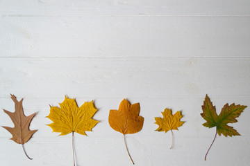 Collection of autumn leaves on a white wooden background with copy space.