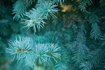  Macro shot of a Christmas tree