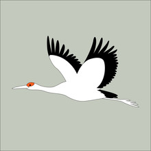  Crane Bird  Vector Illustration Flat