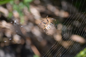 spider