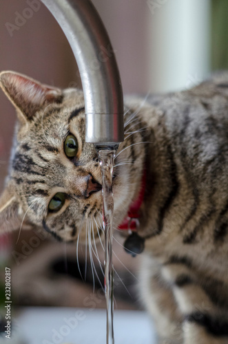 Cat Drinking From Faucet Buy This Stock Photo And Explore