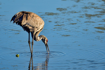 Wall Mural - sandhill crane