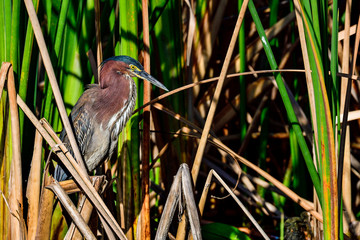 Wall Mural - green heron