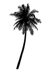 silhouette of realistic coconut tree, natural palm illustration, vector summer sign