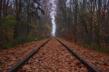 railway in the forest