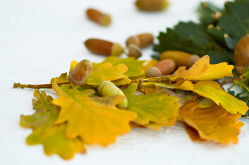 Autumn leaves of an oak with acorns located on a white background