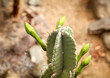Detail eines Kaktus, Pflanze, Blüte, Natur 