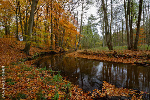 Fotografie, Obraz Herbstlandschaft mit einem Fluss der durch einen Wald fließt