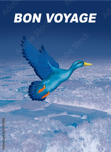 Oiseau Bleu Canard Bleu Volant Ciel Animal Bleu Nature