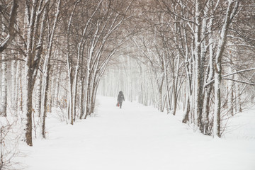 Snowy tunnel among tree branches in parkland close up. Snowy white background with alley in grove. Path among winter trees with hoarfrost during snowfall. Fall of snow. Atmospheric winter landscape.