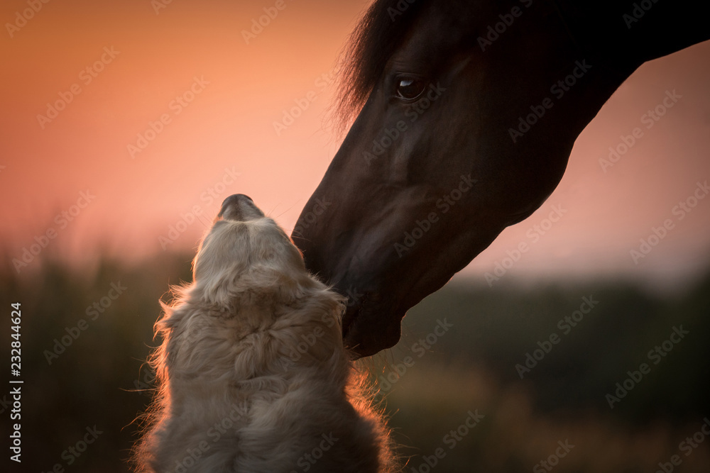 Tierliebe zwischen Hund und Pferd - obrazy, fototapety, plakaty 