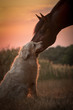 Tierliebe zwischen Hund und Pferd