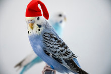 Budgie In Blue With A Christmas Cap And Copyspace