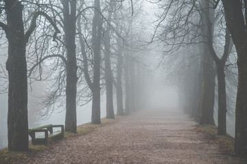 Autumn morning - foggy autumn park alley with bare November trees and dry