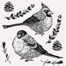 Hand Drawn Cardinal And Tit Birds In Vintage Style. Beautiful Graphics With Birds, Plants And Cones. Winter Greeting Card.