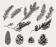 Botanical illustration of winter plants and cones in vintage style. Hand drawn collection of decoration element for cards, poster, invitation, prints.