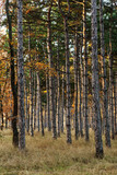 Fototapeta Las - Picture for calendar pine forest. Trunks of trees in the autumn pine forest. Autumn forest landscape for postcard poster, calendar. The trunks of fir trees in the sunset light of the sun
