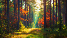 Autumn Nature Landscape Of Colorful Forest In Morning Sunlight.